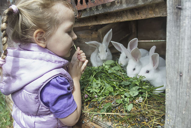 ferme lapins